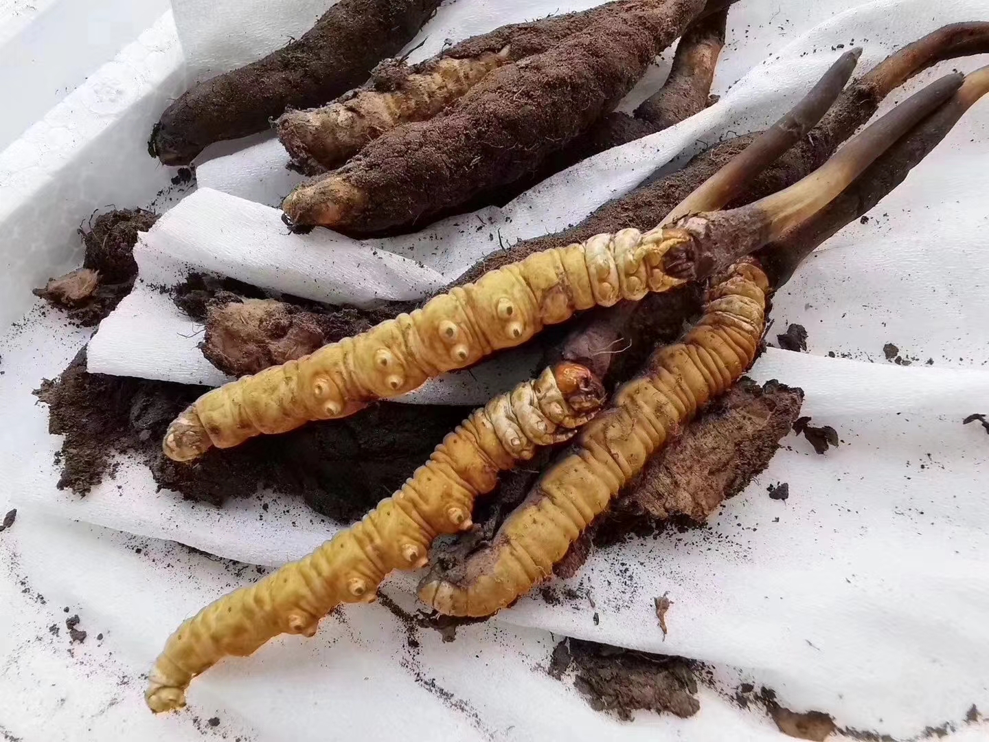 虫草花不止能煲汤！新鲜虫草花的功效与作用及吃法大全_新会