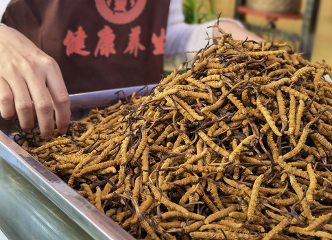 东强堂冬虫夏草3.jpg