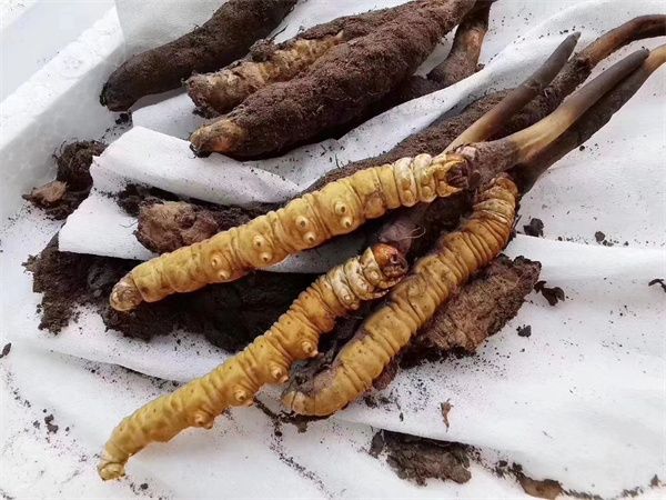 冬虫夏草能人工种植吗 冬虫夏草的种植相对复杂且困难