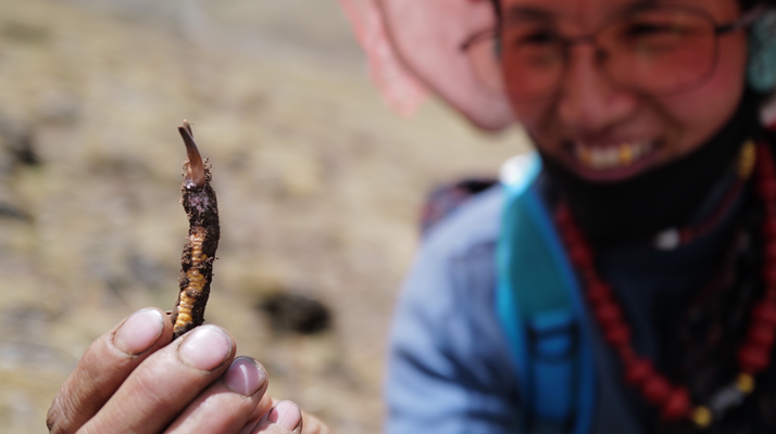 挖虫草 30 年：单根能卖 800 元？揭秘挖虫草的真实收入与价格密码