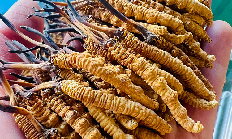 送老人实用好礼：认准东强堂那曲冬虫夏草，把高原健康送到长辈心坎里