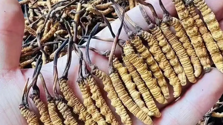 冬虫夏草炖鸭汤功效