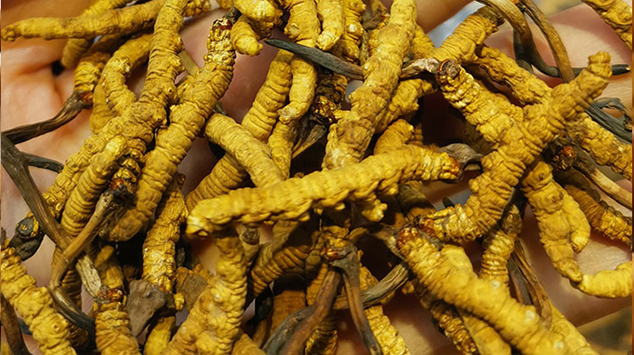 长期喝虫草有什么好处？解析便捷滋补的持续价值