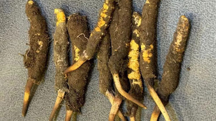 鲜冬虫夏草什么季节最好？采挖、食用与储存全指南